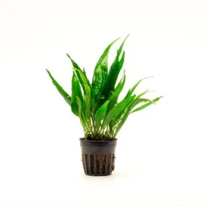 Java Fern Black Forest