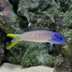 Blue Jaw Tilefish