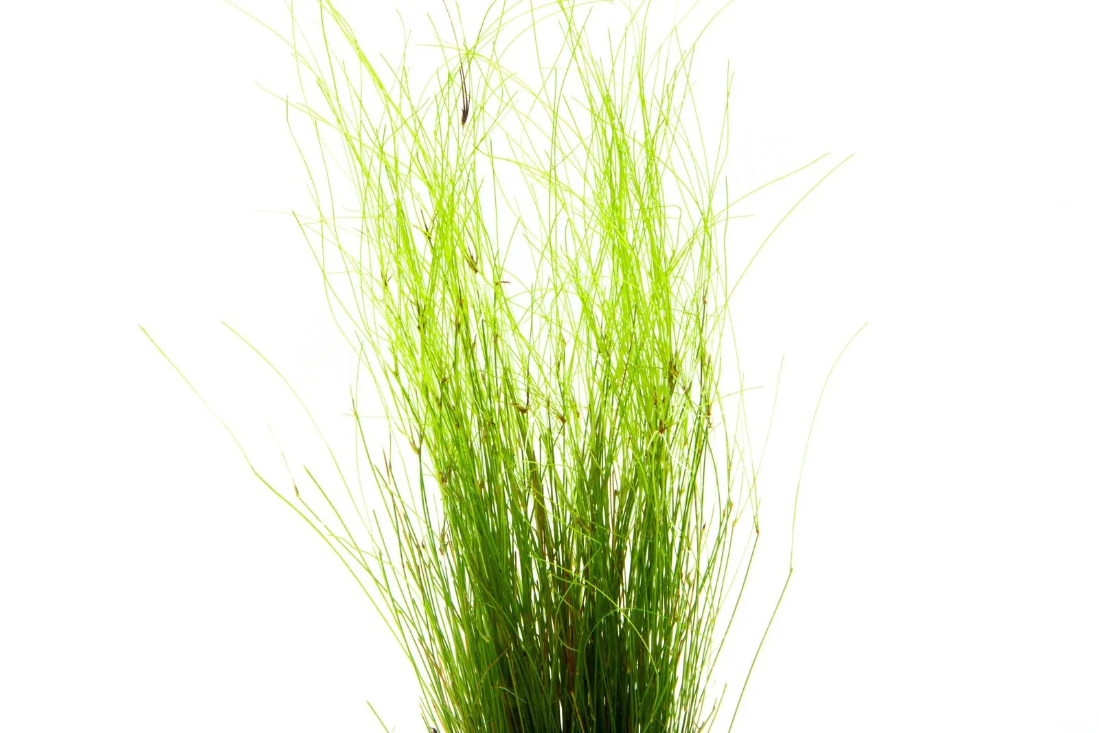 Umbrella Hair Grass (Eleocharis Vivipara) - Image 2