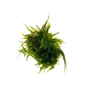 Taxiphyllum Sp Spiky Moss