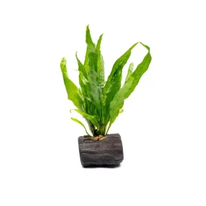 Java Fern on Nano Wood