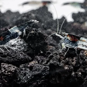 Black Rili Shrimp