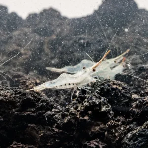 Red Nose Shrimp