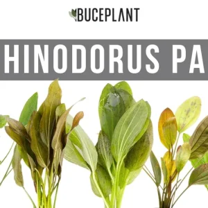 Assorted Echinodorus Plant Pack