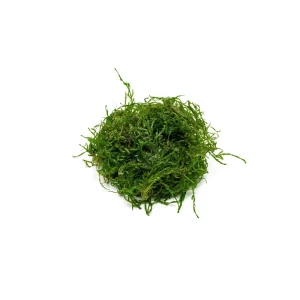 Flame Moss