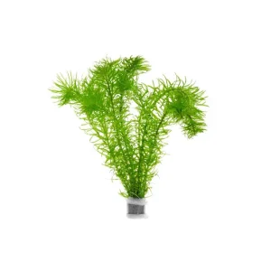 Elodea Najas
