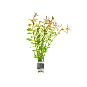 Ludwigia Arcuata