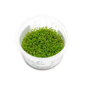 Elatine Hydropiper Tissue Culture