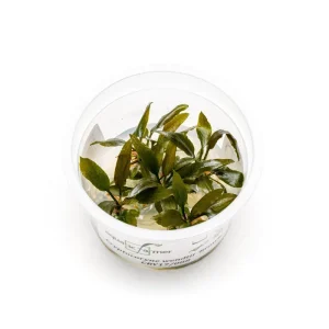 Cryptocoryne Wendtii Brown Aquatic Farmer Tissue Culture