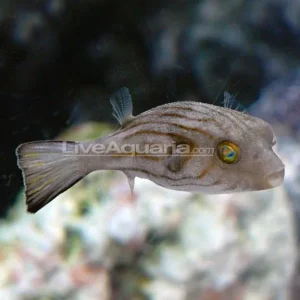 Narrow-Lined Puffer
