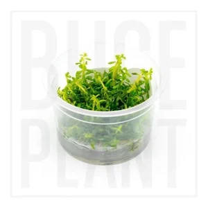 Rotala Rotundifolia Aquatic Farmer Tissue Culture