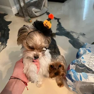 Pumpkin Witch Wizard Hat