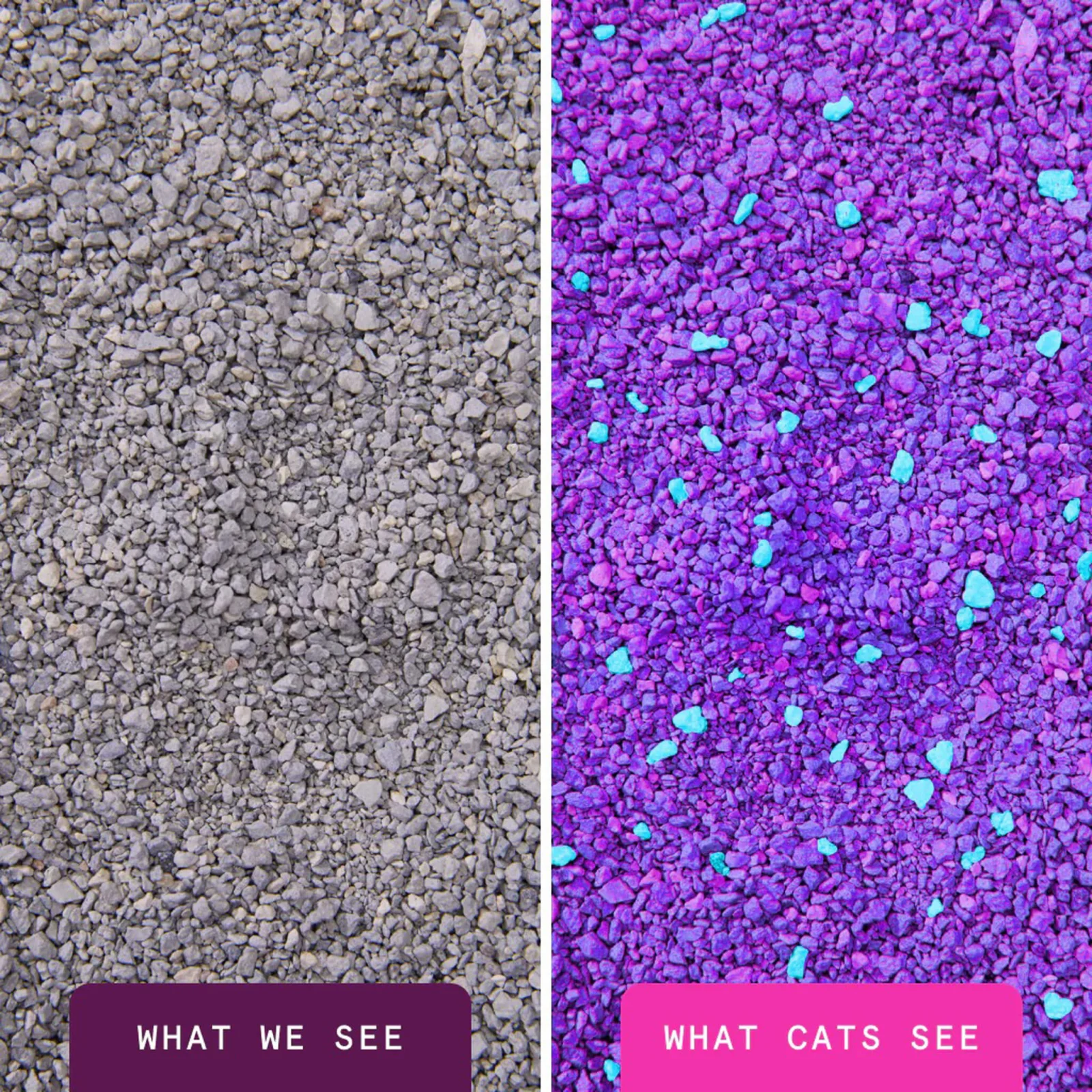 Boxiecat Glo Natural Attractions Clumping Clay Cat Litter - Image 2