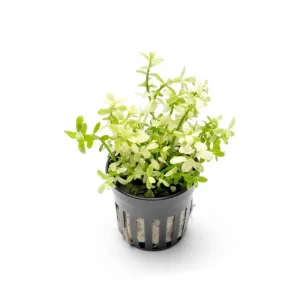 Bacopa Monnieri Platinum