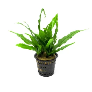 Java Fern Mother Pot