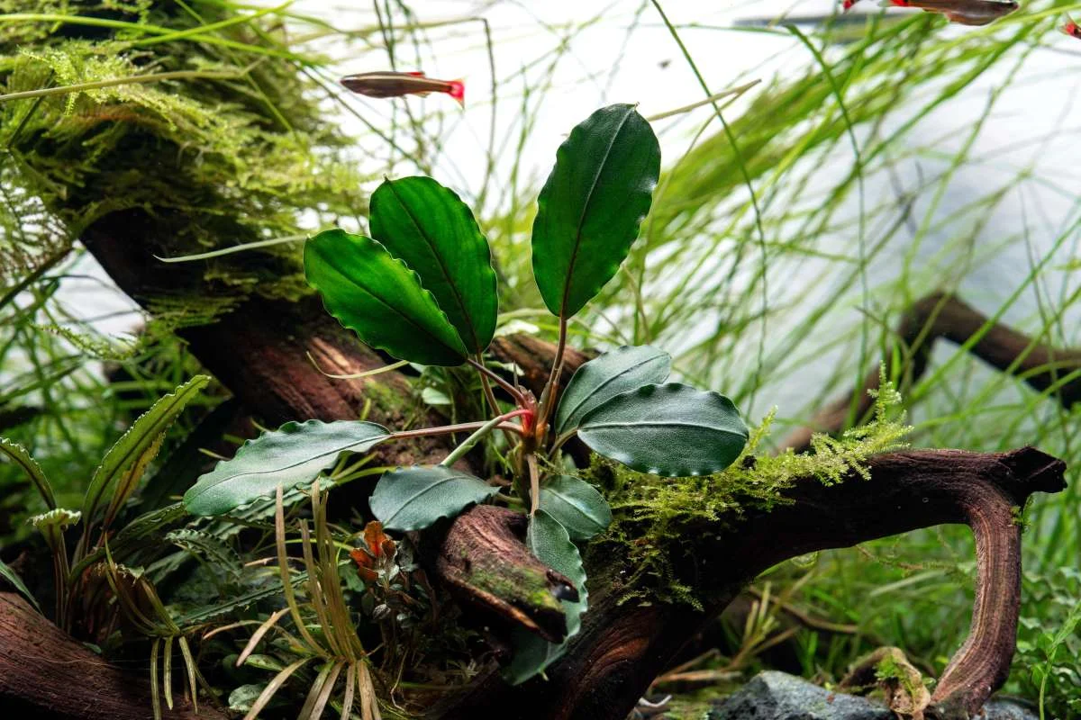 Bucephalandra Pearl Grey - Image 2