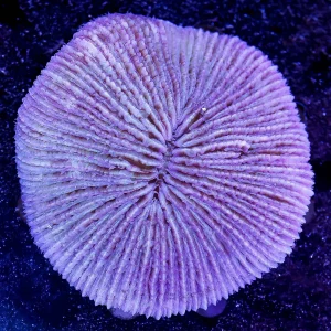 Plate Coral - Short Tentacle 3" WYSIWYG