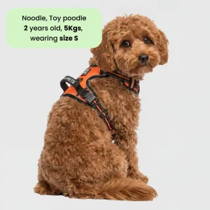 M Pets Water Resistant 3buckle Hiking Harness for Dogs (Orange)
