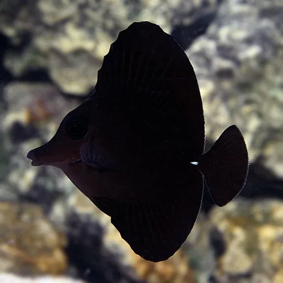 Black Longnose Tang