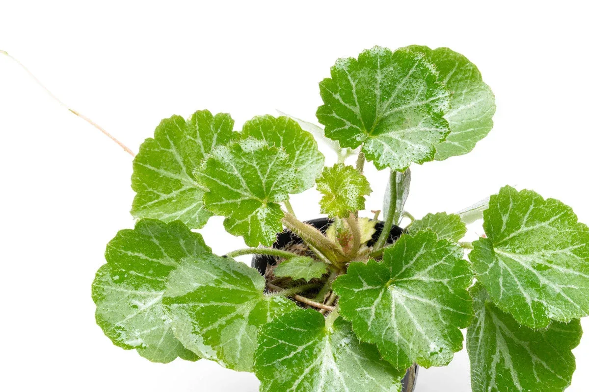 Saxifraga Stolonifera (Strawberry Begonia) - Image 2