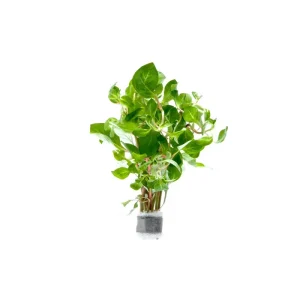 Ludwigia Palustris Red