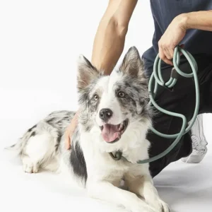 Magic Link Leash