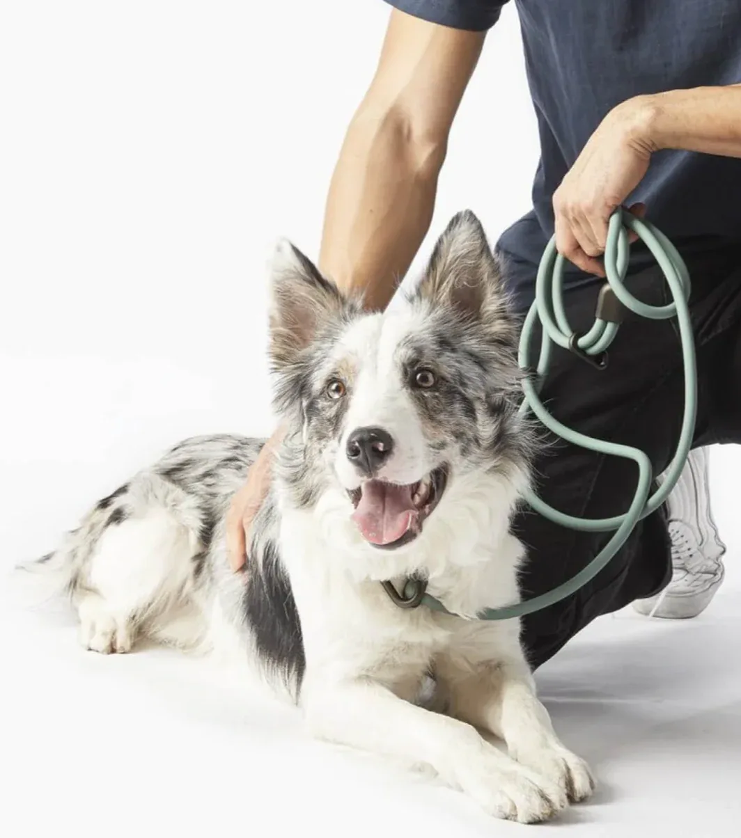 Magic Link Leash