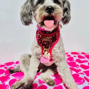 Maggie And Co. Cathryn Sequin Harness