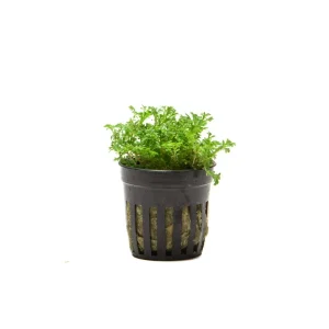 Selaginella Indonesia