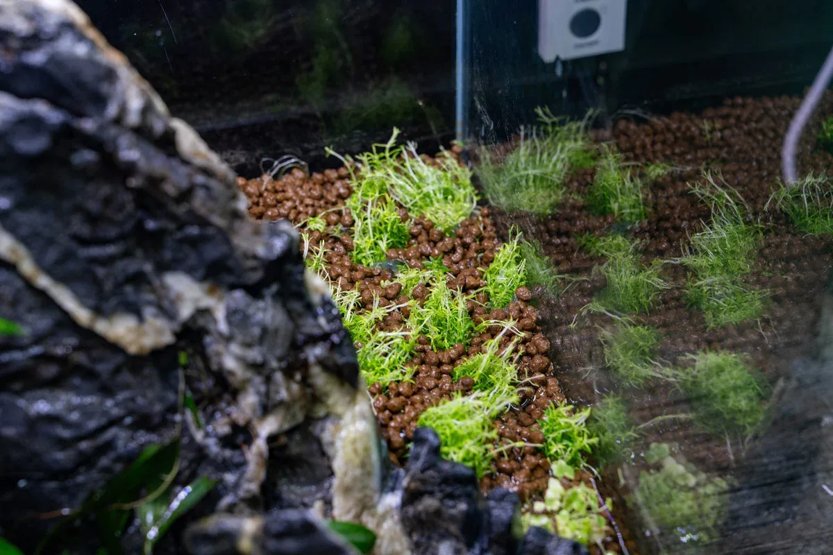 Pogostemon Erectus UNS Tissue Culture - Image 2