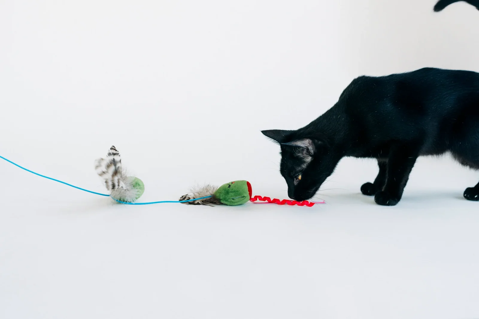 Feline Frenzy Purrfectly Pitted Wand - Image 2