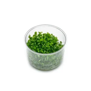 Rotala Rotundifolia UNS Tissue Culture