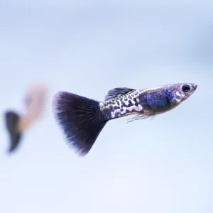 Black Metal Cobra Guppies