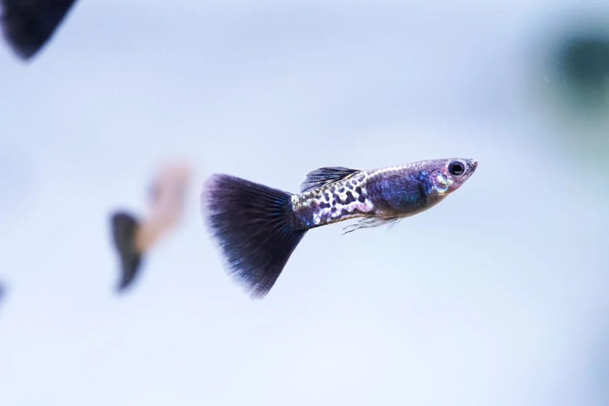 Black Metal Cobra Guppies