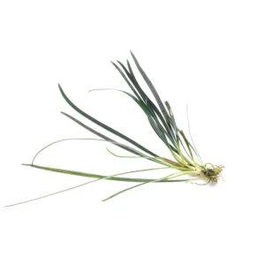 Fenestratarum Culum