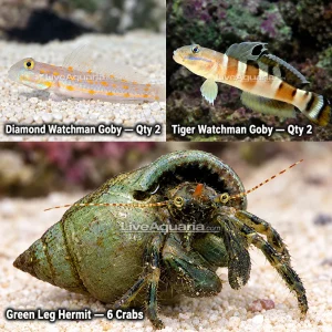 Reef Fanatics -02