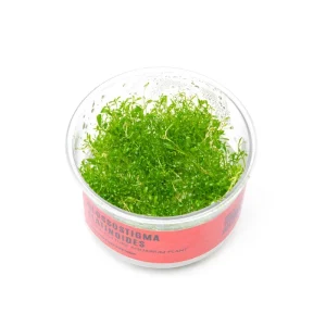Glossostigma Elatinoides UNS Tissue Culture