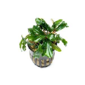 Bucephalandra Artemis