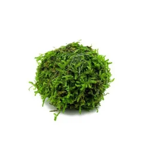 Floating Christmas Moss Ball
