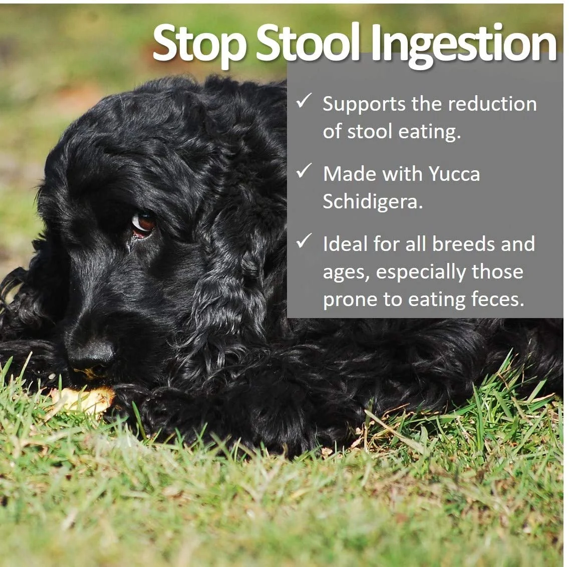 Vet Worthy Stop Stool Ingestion Tablet Cat and Dog Supplement - 120 Capsule Bottle - Image 2