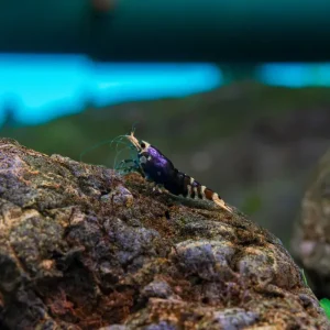 Purple King Kong Shrimp