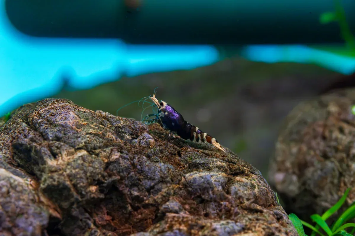 Purple King Kong Shrimp
