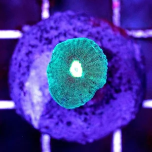 Candy Cane Coral (One Head) Frag - Almost WYSIWYG