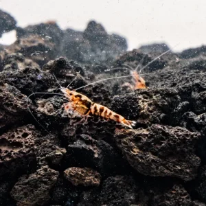Red Pinto Shrimp Mix