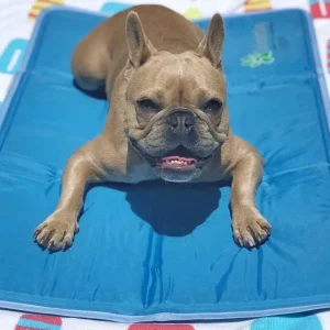 The Green Pet Shop Cool Pet Pad Dog Bed