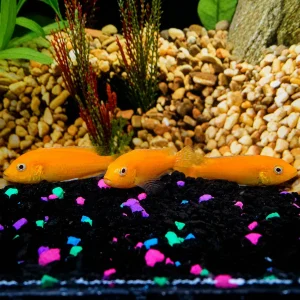 Orange Leleupi Cichlid 3-Lot 3" WYSIWYG