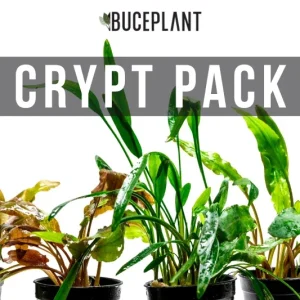 Assorted Cryptocoryne Plant Pack