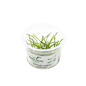 Littorella Uniflora Aquatic Farmer Tissue Culture