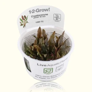 Cryptocoryne Wendtii 'Mi Oya' Tissue Culture