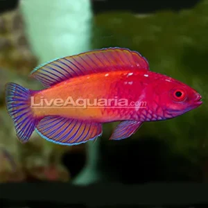 Red Velvet Fairy Wrasse